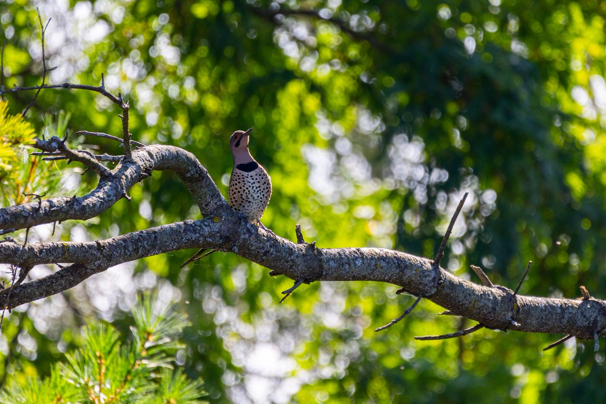 Had a Northern Flicker come hang out for a bit.  He ended up taking off because of Turkey Vultures! Here he is after he flew away to a branch to assess the situation!  #birds #birding #nothernflicker #woodpecker #nature #wildlife #hiding #birdonastick #birdonabranch #photography