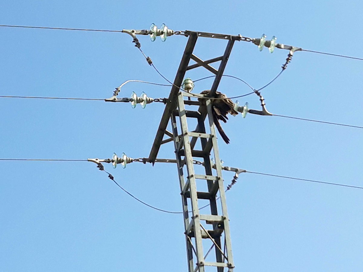 GREFA_Fauna's tweet photo. GREFA denuncia ante la fiscalía un "punto negro" de electrocución de aves en la provincia de #Ávila, donde han muerto en menos de dos años al menos 18 ejemplares de especies protegidas. Entre ellos 3 milanos reales, rapaz "En peligro de extinción" https://t.co/88UsjvqgE1 https://t.co/LrCGIPMC5i