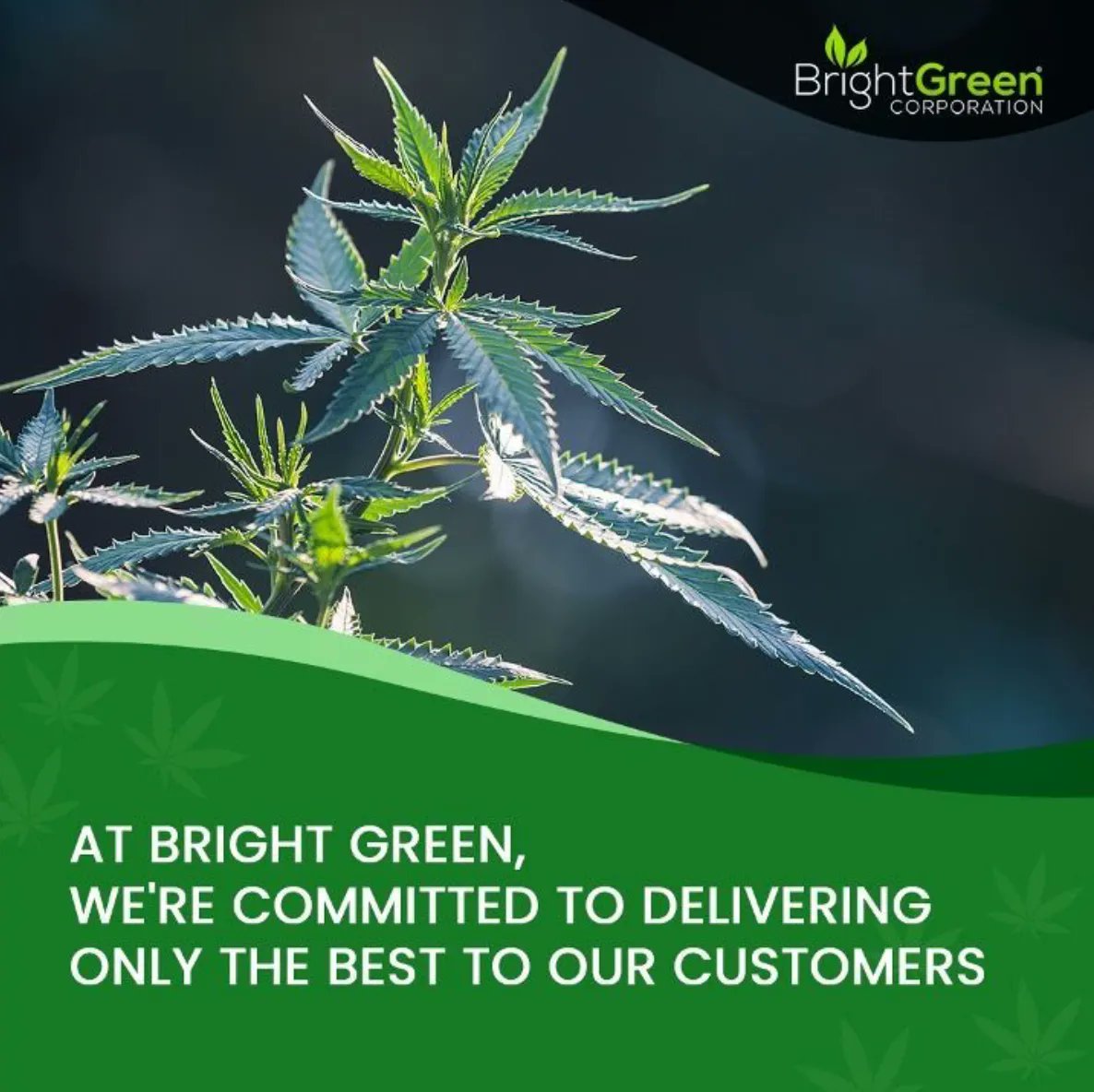 BrightGreenUSA's tweet photo. At Bright Green, we're committed to delivering only the best to our customers. Our strict oversight ensures consistency and purity every time! 

#BrightGreen https://t.co/EKBxOC8QwW