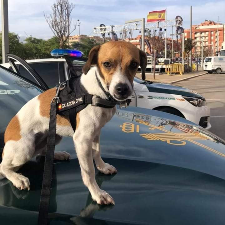 Nos visita otro 'opositor' que está preparándose para las pruebas, y olfateando un poco el ambiente.

¿Aprobará? 

#ServicioCinológico #dogpolice #policedog #k9policedog #k9police 
#Masqueguardiacivil
#ingresogc #opositorgc
#ObjetivoBaeza