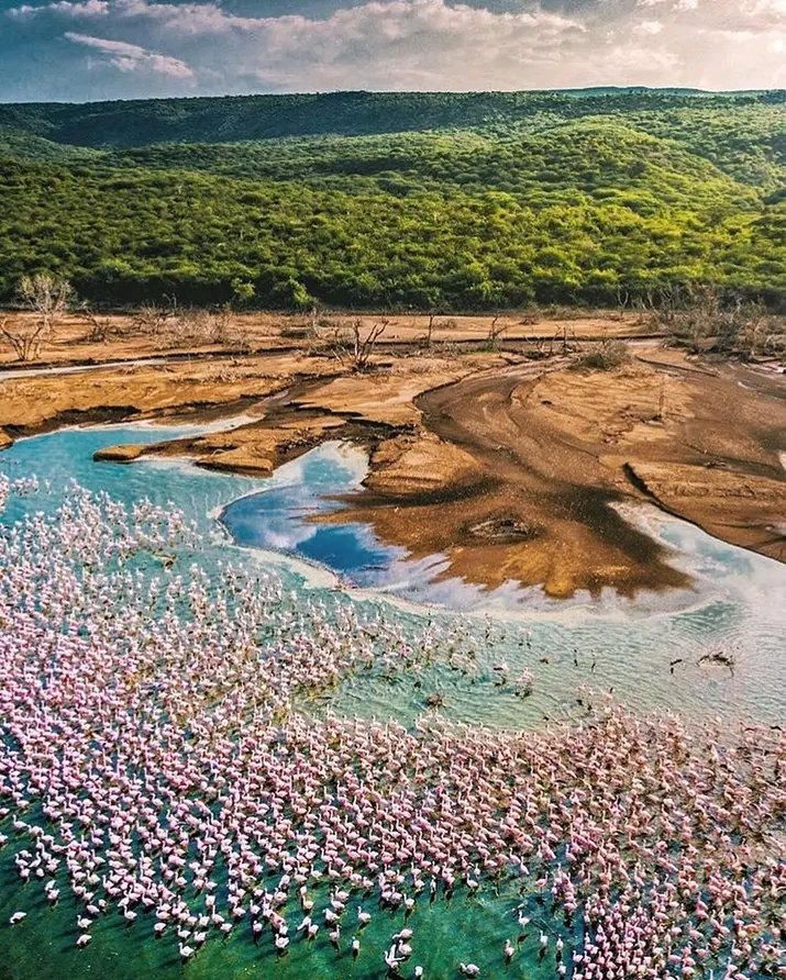 KKCommetary's tweet photo. Did you know that L.Bogoria Reserve is classified under UNESCO world heritage sites? Tembea Kenya🇰🇪

📞 0710 445 627 for Bookings 

Baba the 6th Duale watu loans Kate Actress Newcastle Njenga Tom Ojienda Marriage New York Giroud Elon musk Maguire Tonali Burna Dortmund Varane UON https://t.co/5GrVzfuGjg