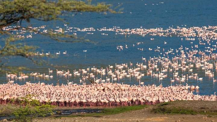 KKCommetary's tweet photo. Did you know that L.Bogoria Reserve is classified under UNESCO world heritage sites? Tembea Kenya🇰🇪

📞 0710 445 627 for Bookings 

Baba the 6th Duale watu loans Kate Actress Newcastle Njenga Tom Ojienda Marriage New York Giroud Elon musk Maguire Tonali Burna Dortmund Varane UON https://t.co/5GrVzfuGjg