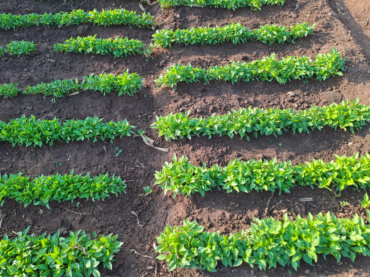 Kings Agricultural Services tweet media