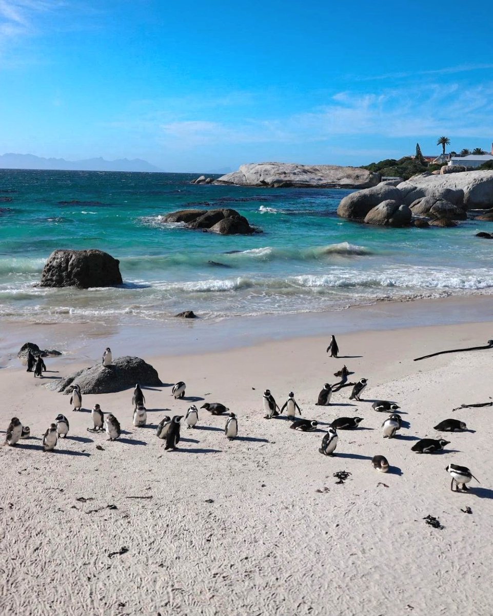 Did you know that South Africa is home to the world-renowned Big Five: the lion, leopard, elephant, rhino, and buffalo? South Africa has a variety of ecosystems and wildlife species, from the charming African Penguins in Boulders Beach to the elusive leopards in the Kruger