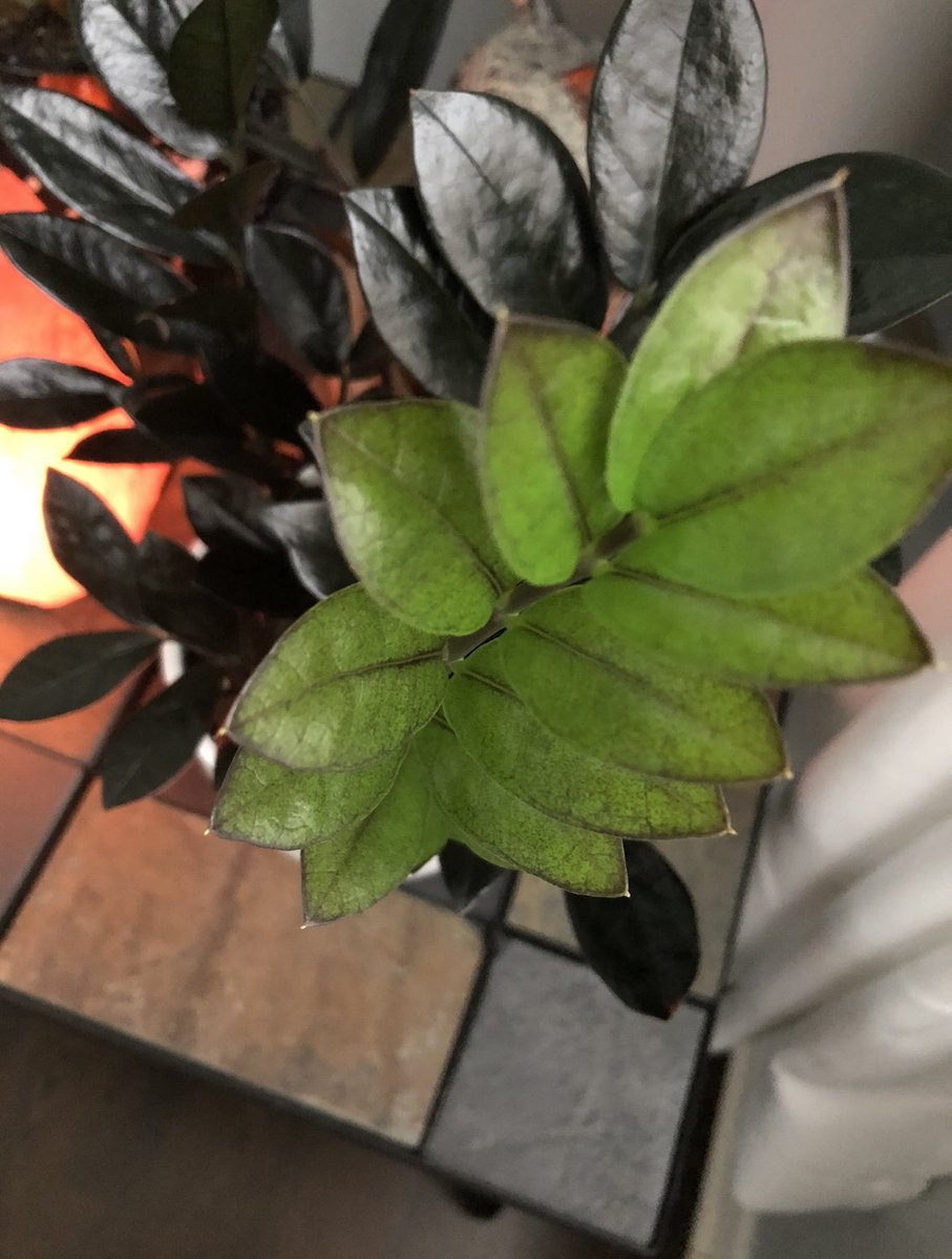 My beautiful ZZ Raven 🖤 i love how the leaves come in green, and then turn dark. #gothplant #ZZPlants #houseplants #plants