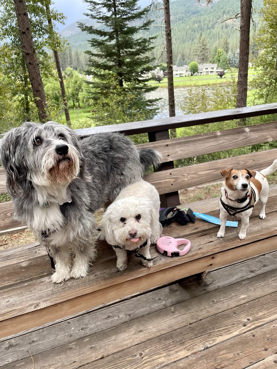 Happy #TongueOutTuesday everypawdy! Snapped a pic of Rue, cousin Piper & best buddy Jacki! Piper’s the only one who got the #TOT memo 😉 
#DogsofTwitter #DogsOfX #DogBuddies #DogTrip