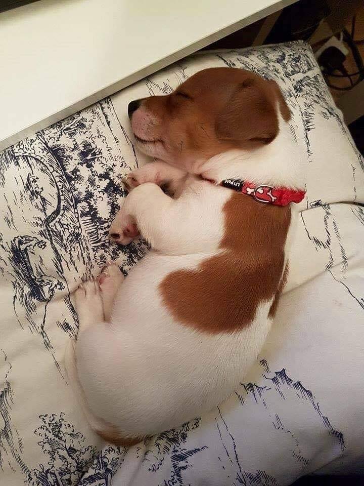 _XDogs's tweet photo. I found in the street this puppy and I adopted him, don't scroll without say hello to him 👋🏻🥰 https://t.co/5tU6Qv9A5E