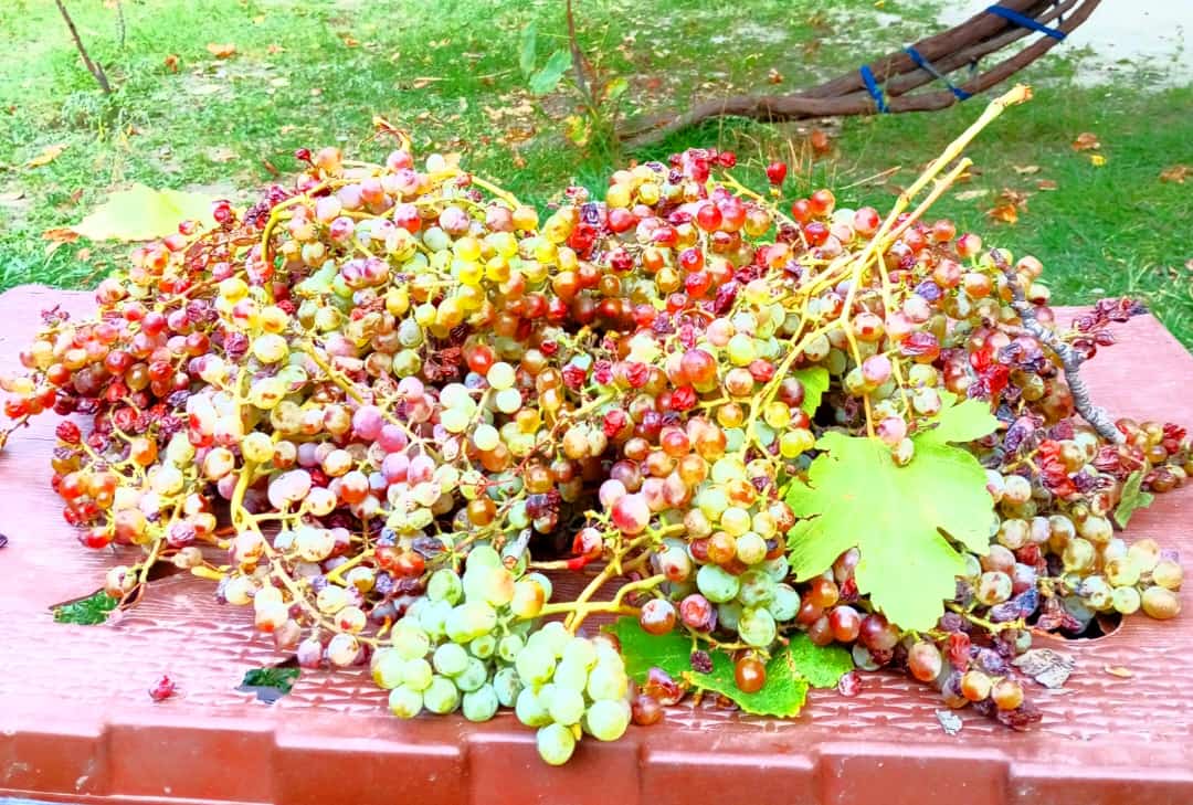 mfaisalmunir5's tweet photo. Grapes of the Valley,Nagar Valley Gilgit Baltistan
#reelvideo #reelit #reelsfypシ #reel #reels #post #postoftheday #pic #explorenagar #post #grapes #picoftheday #explorenagar #gilgitbaltistan
@GBinPictures_ @GBJannatt @DiscoverpakTv https://t.co/XYAsRYznJH