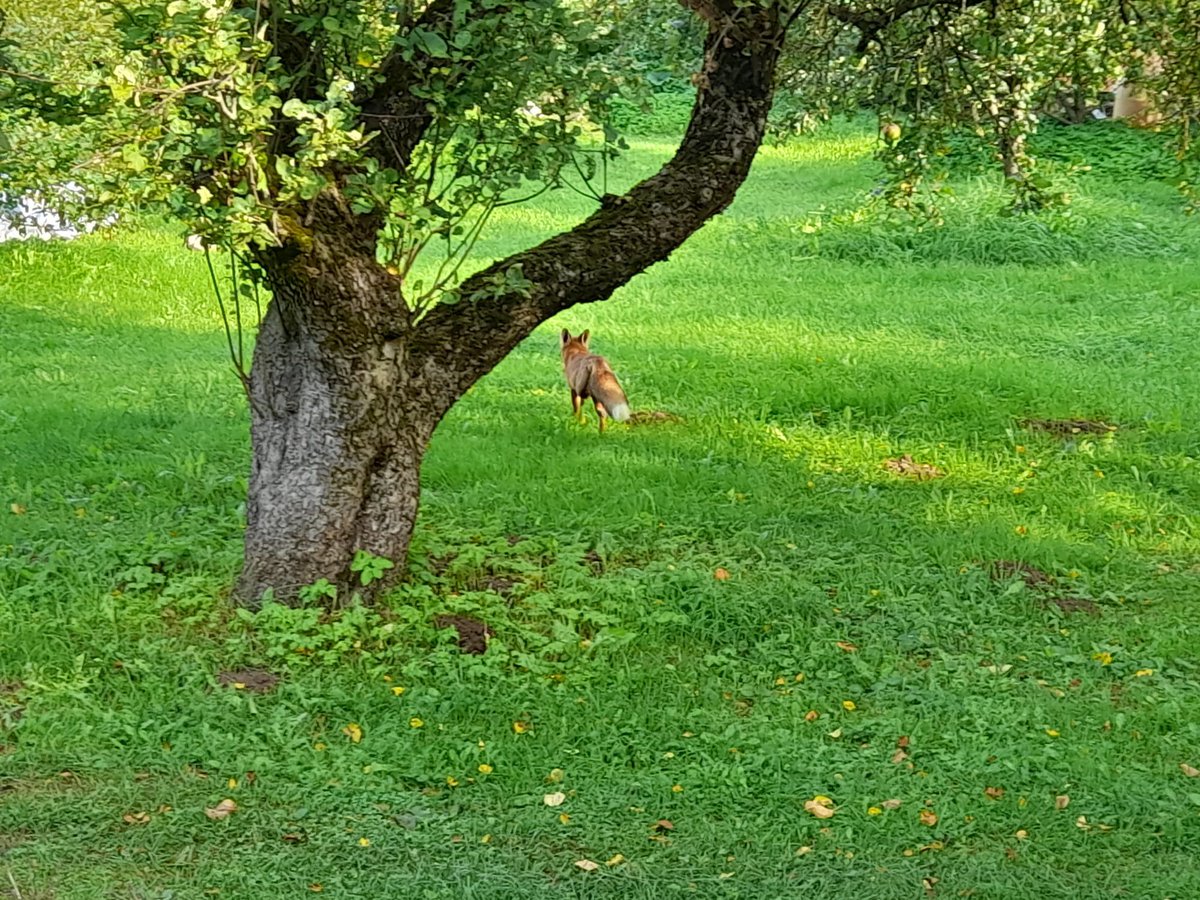 vkoralis's tweet photo. Nē, nekas. Ikdiena. Jaunais lapsēns man atnāca pajautāt kā klājas, paņēma bumbieri un aizgāja. Liekot saprast, ka nezagsies pa nakti. Sadzīvosim. 😀🙏 /VK/
#lapsa #dabasbilde #mācītājsatpūšas #telefonfoto https://t.co/Wz5DObfSj6