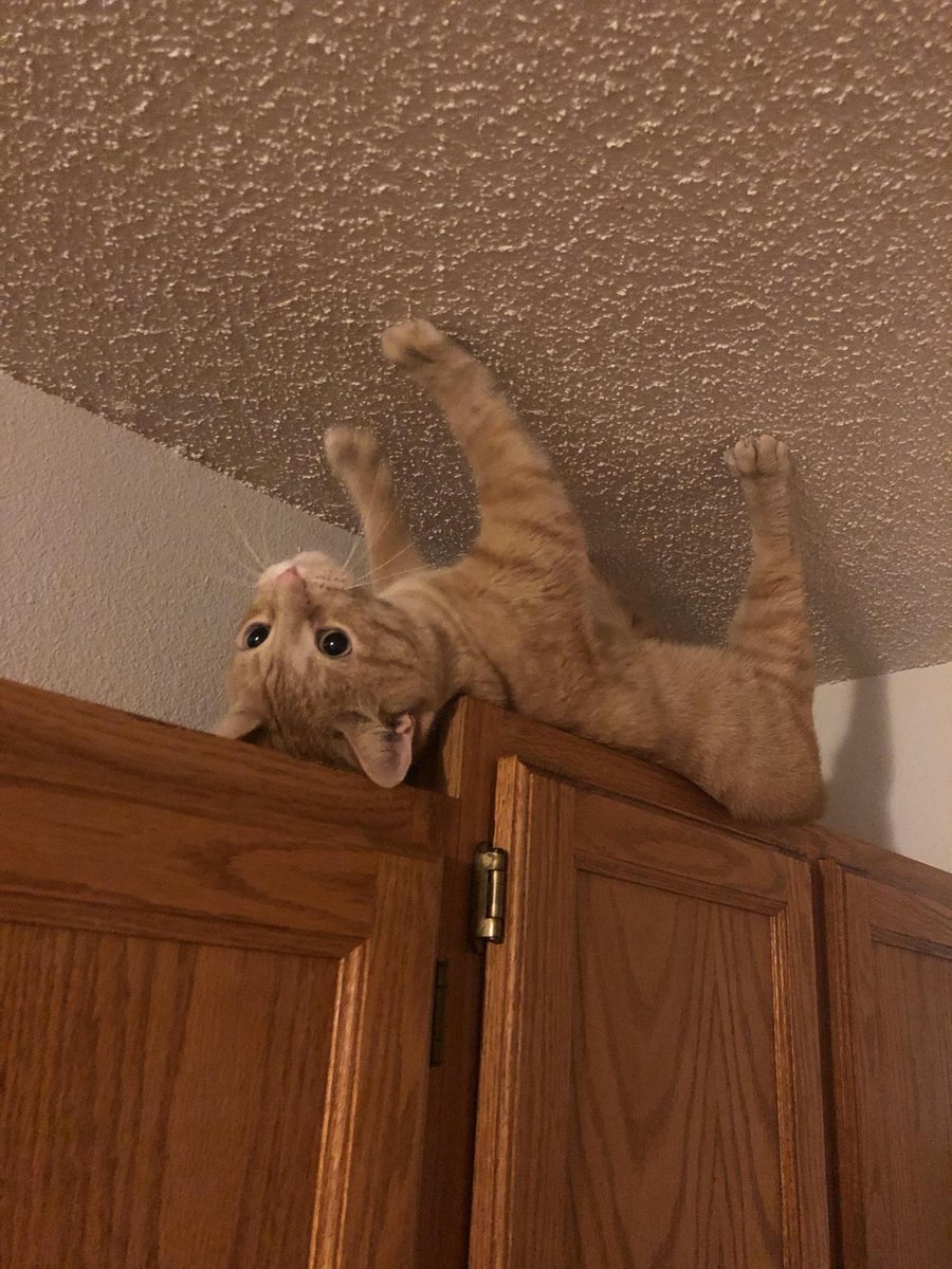 ShouldHaveCat's tweet photo. https://t.co/MxRdIIKbKm