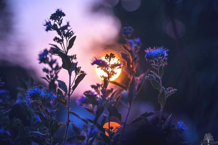 violettweets_'s tweet photo. lavender haze. https://t.co/M6bYZgjktz