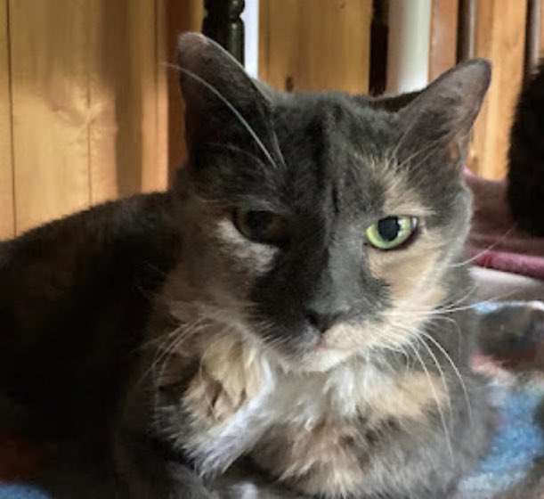 DeeMeow3's tweet photo. 😭💔 Missy is gone 🌈🌉 I can’t believe it. She was doing better, numbers regulating. I found her on the floor n I was about to take her in n I knew she was leaving 😭💔😿 https://t.co/iyr6421bKX