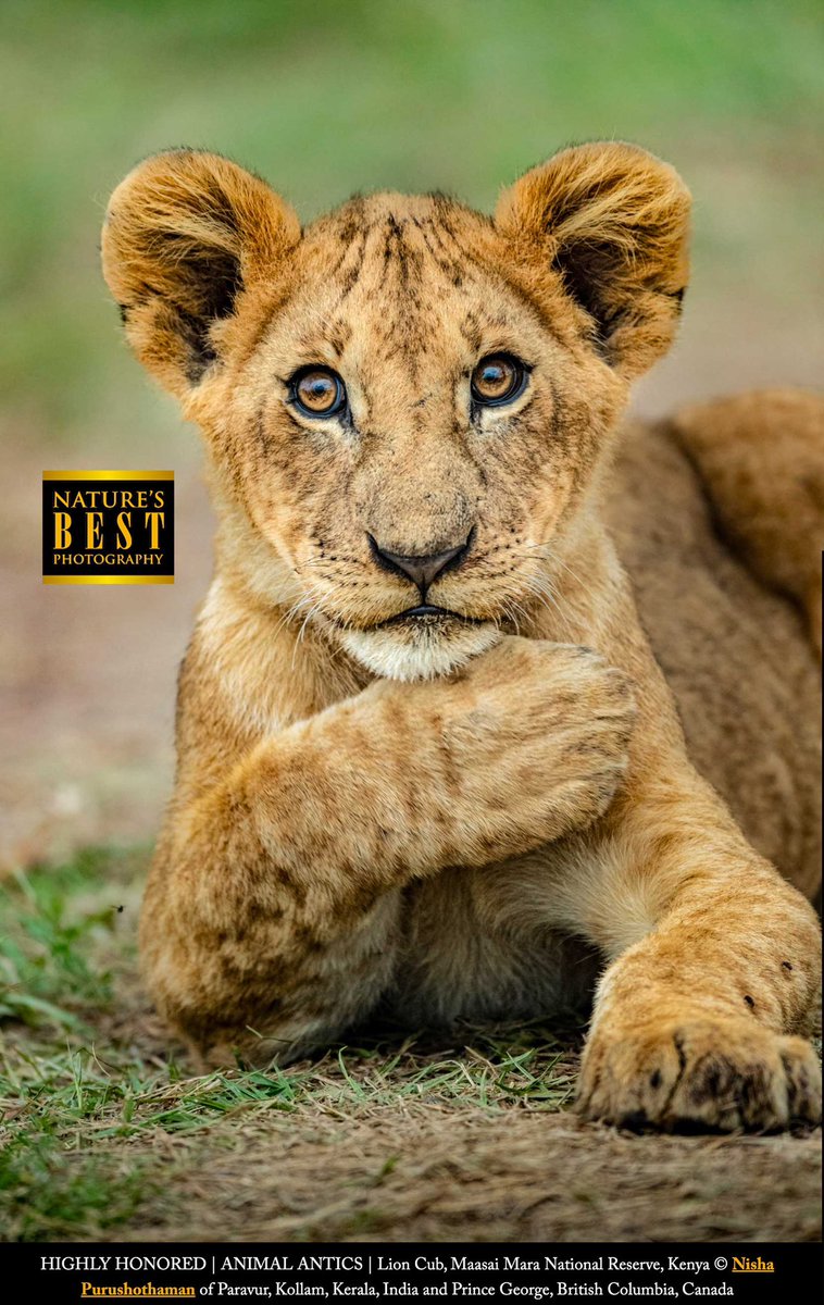 Happy NEWS!! 
This Poser Simba is selected as the HIGHLY HONORED | ANIMAL ANTICS category in the Nature's Best Photography International Awards. My first honorary mention in an international competition!!

new.express.adobe.com/webpage/SqC8I6…

#Photography #MaraTrails #Awards