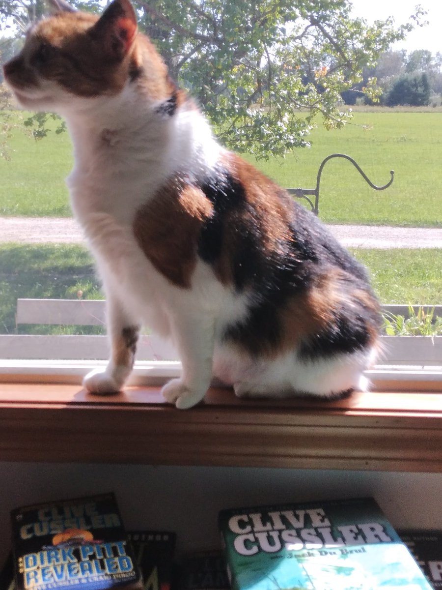 ReparSandra's tweet photo. Gabby, my #CalicoCutie, sunbathing 2 yrs ago in the window.  #RescueCat #AdoptDontShop #SunshineCat #Anipal #CatOnTwitter #Cat https://t.co/5uZJzXTsOp