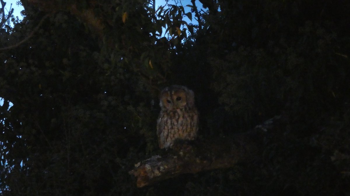 18.9.23 Tawny Owl, near Trefalen Farm, S.Pembs. 
We were able to pull up alongside this fluffball, perched in roadside branches. Any closer and would have been socially awkward! <a href="/birdsinwales/">Welsh Ornithological Society 🏴󠁧󠁢󠁷󠁬󠁳󠁿</a> <a href="/PembsBirds/">Pembrokeshire Bird Group</a> <a href="/BTO_Cymru/">BTO Cymru</a> #TawnyOwl
