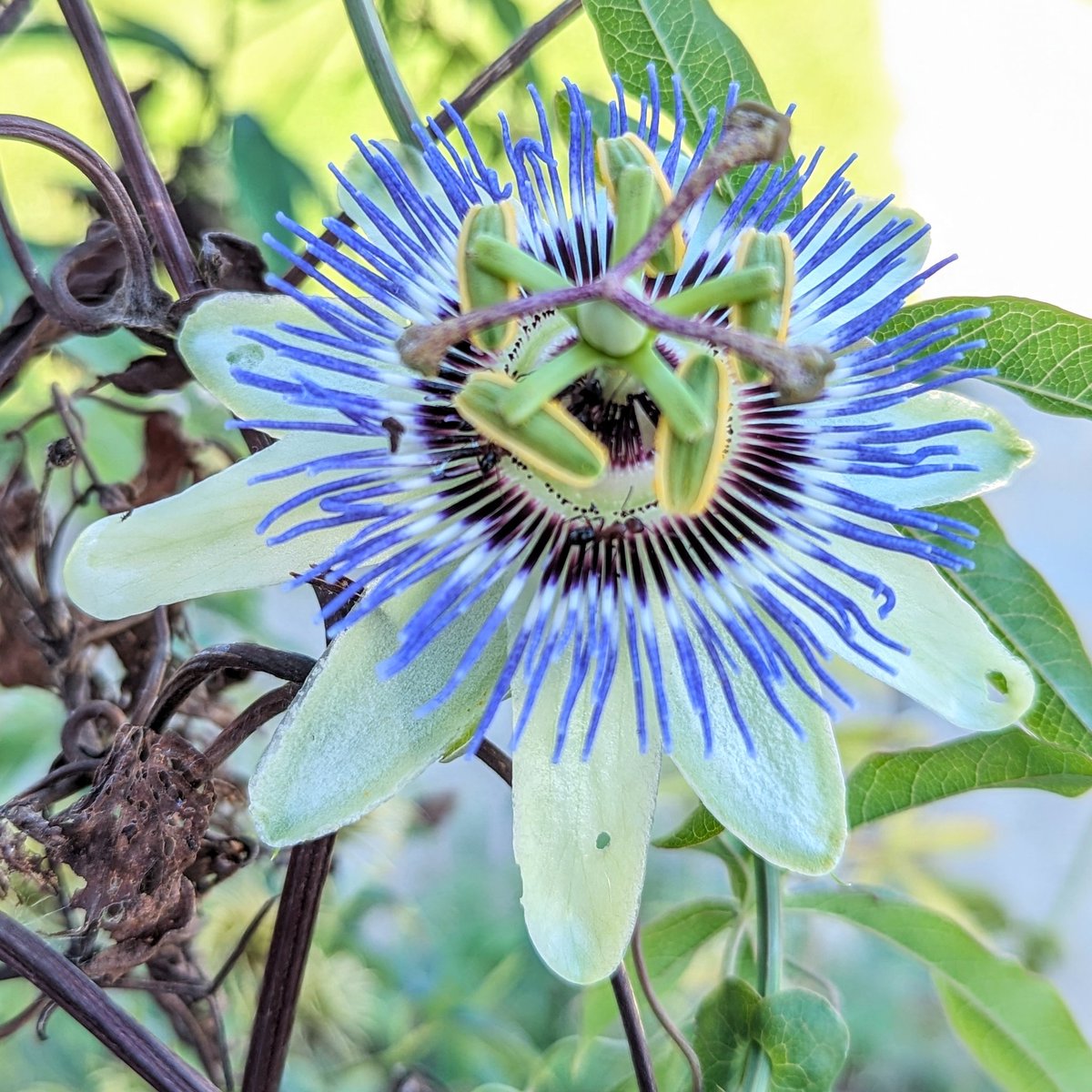 kel_wheels's tweet photo. Sorry, y'all. I know I keep posting these, but it's a thing for me. Feel free to ignore the posts!
#maypop
#passionflower https://t.co/g9LiteX3hD