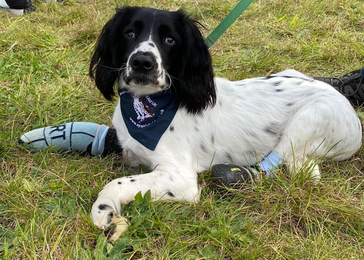 YOU COULD WIN £3500 FOR SPANIEL AID mygivingcircle.org/spaniel-aid-uk Hi Stanley Albert here. We have ten days left to collect the most votes for Spaniel Aid and win more money for all the poorly dogs. Please vote with every email you have. Voting is free. Please share. #spanielaiduk