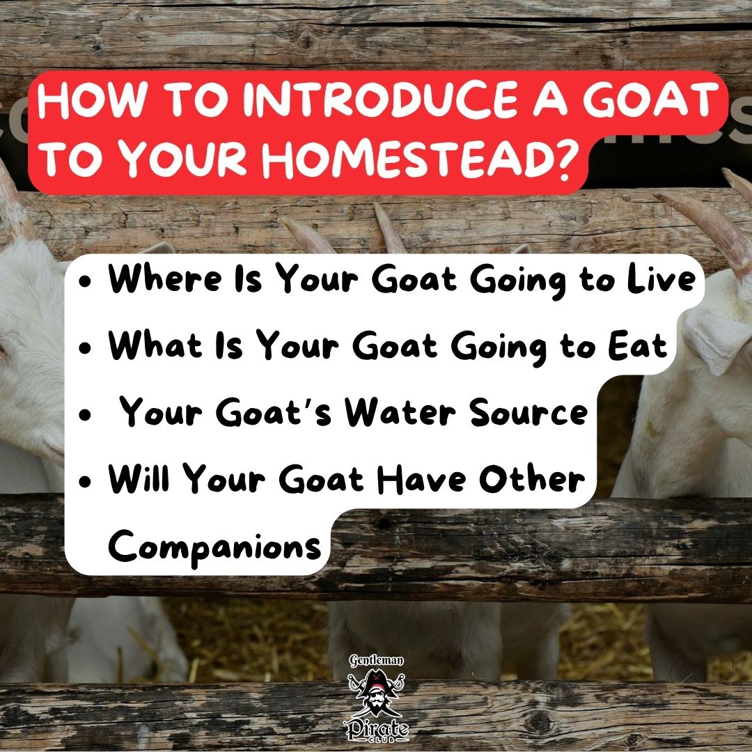 thegentlepirate's tweet photo. Read here: https://t.co/2GCRNaOfJD
If youβve been considering a goat or several goats for your homestead, you need to ask yourself if you are truly prepared for this task.
#gentlemanpirateclub #homesteading #homesteadlife #homesteadtips https://t.co/lwQpnjxlHV