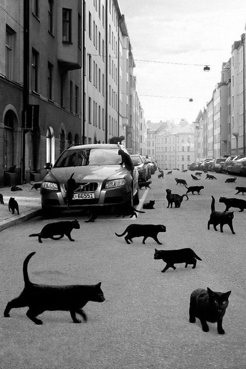 catpocalypse