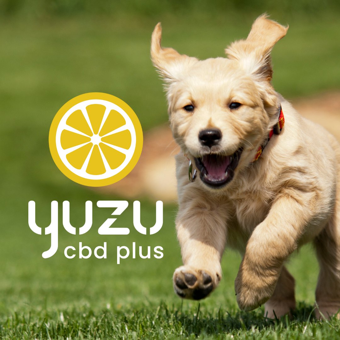 CbdYuzu's tweet image. Unleash the true #PuppyPower with the natural strength of #CBDPower! 🐾✨ Give your furry companion the gift of joint health and anxiety relief with #YuzuCBDPlus for dogs. Watch them thrive with every wag! 🐶💚 #PetWellness #HappyPaws #CBDForDogs #HealthyHounds