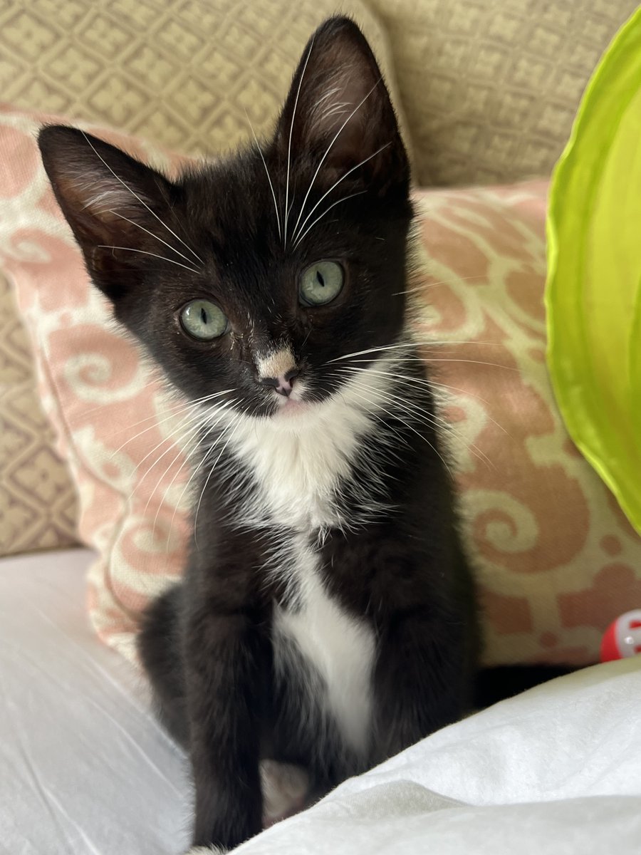 We're fostering 2 kittens named Bobby & Peter. Live in SoCal & looking to adopt? (Ideally both together, they love each other!) You can name them Sam & Dean! I told them all my #SPN secrets. To see more of Peter:
straycatalliance.org/adopt-and-fost…

More of Bobby:
straycatalliance.org/adopt-and-fost…