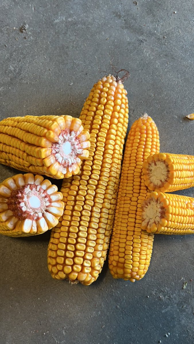 You vs the guy she tells you not to worry about  #seitecgenetics vs another company