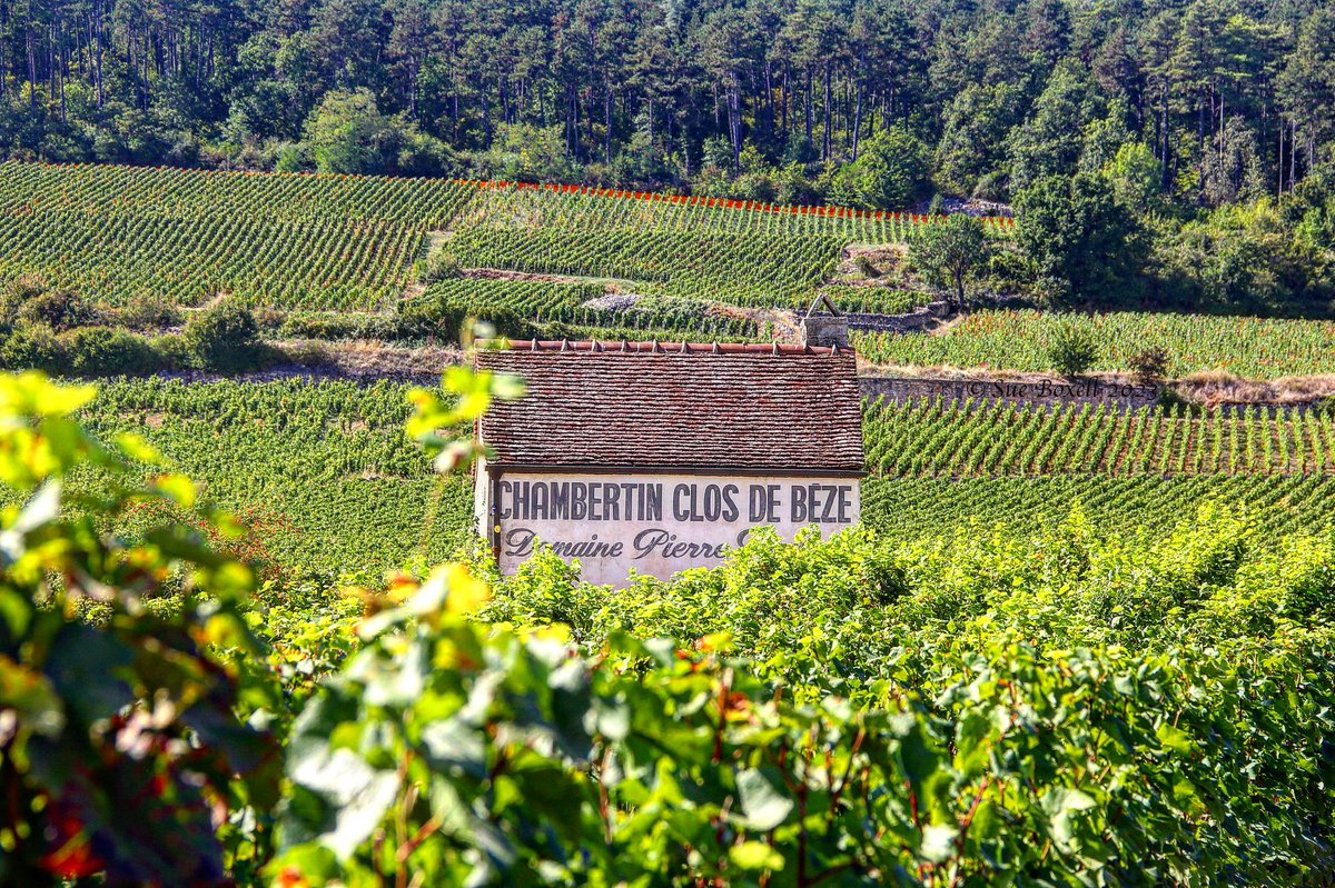 Post harvest and into autumn in Burgundy. #bourgogne #gevreychambertin #cotedenuits #closdebeze #pinotnoir