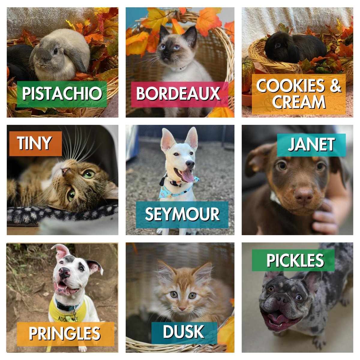 #fallvibes = #cuteness. Last week, 175 #OHSpets went home for the cozy season! 🍂 🍁 🧡 

Show some love for the bunny bonded pair Pistachio + Cookies &amp; Cream and Bordeaux, who we imagine is getting cuddled while their human sips 🍷