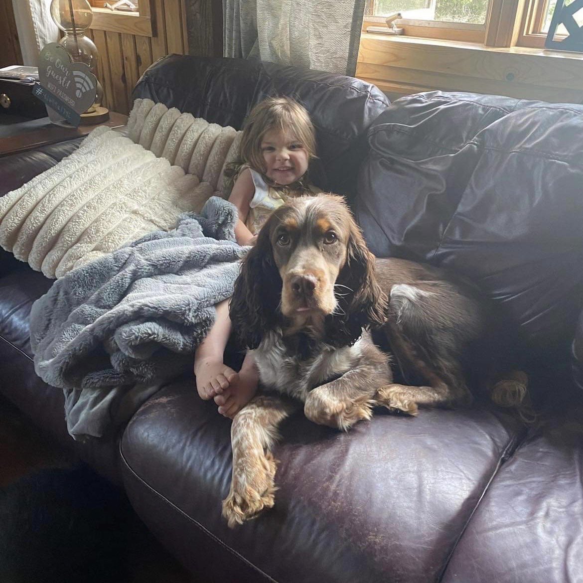 dog_rates's tweet photo. Family, neighbors, rescue dogs, and even troopers using drones continued the search for the trio. Four hours after she went missing, she was found 3 miles away from her home. She was using Hartley the springer spaniel as a pillow as Buddy the rottweiler watched over them. https://t.co/w1SH9Xpuvk