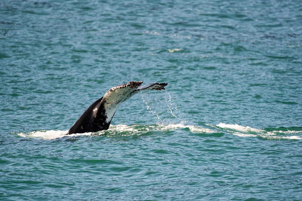 Heritage Expeditions tweet media