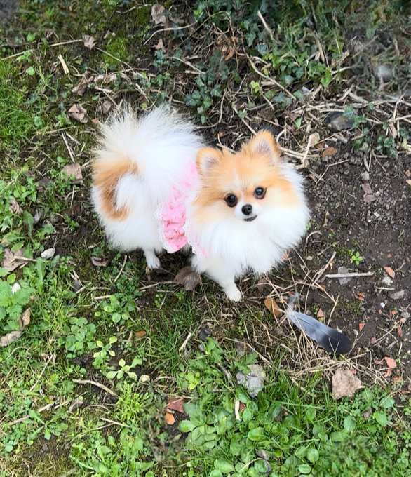 Such a crazy day, my friend had to desperately find new homes for her seven dogs, she wanted people she