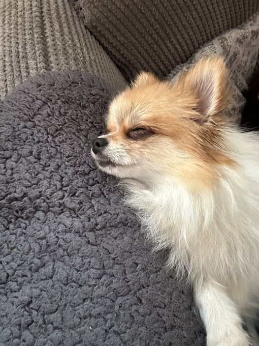 Such a crazy day, my friend had to desperately find new homes for her seven dogs, she wanted people she