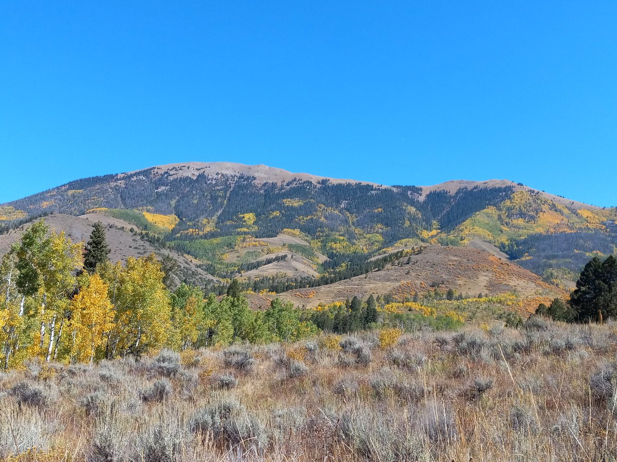 You are doing yourself a huge disservice not getting to the high country right now.....it is sublime!!!! 🙌🏻😎
North of Silverthorne....💛🧡
#coloradofall 🍂💛🍂🧡🍂