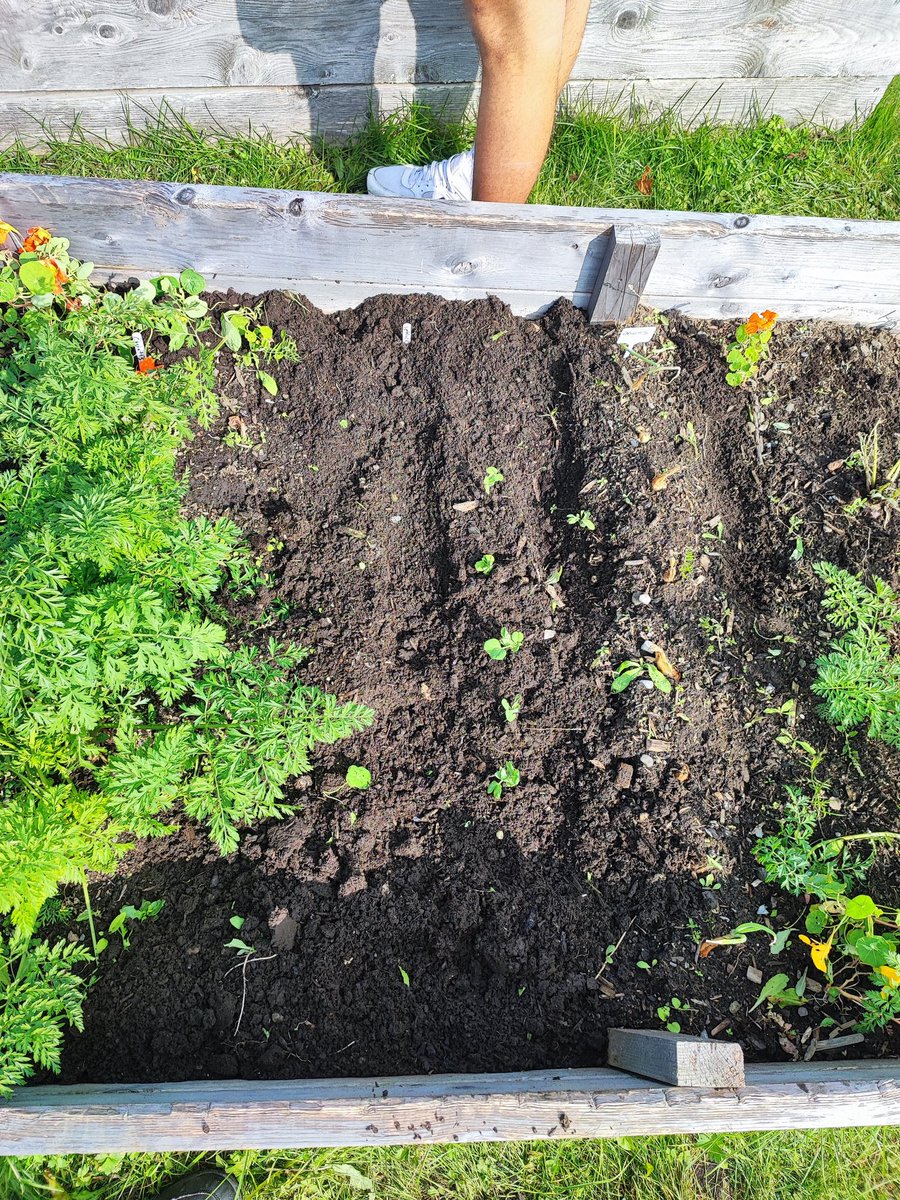 SAERC_Official's tweet photo. 🍅 SAERC Garden Update: Freshly harvested tomatoes! Thanks to the daycare's summer care, Mr. Penny is excited to share the bounty with them! If there are any local families in need, please reach out to Mr. Penny! 🌱💚 #CommunityGarden #NSISP #SharingIsCaring https://t.co/ftMopWGDL2