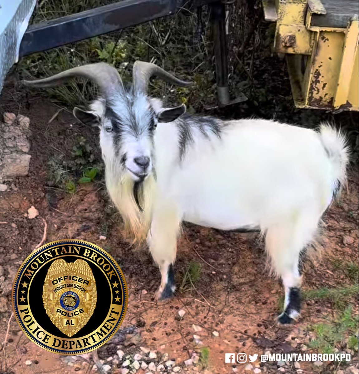mountainbrookpd's tweet photo. Exciting News!
Billy the Kid spent a week on the lam in our town and the surrounding areas this summer. Well, hereโs your chance to meet this notorious Bovid Bandit! Join us next Tuesday, October 3rd for Community Night Out!
#CommunityNightOut #BillyTheKid #MBPD #MBFD #MBPW https://t.co/Co4pMQfAKr