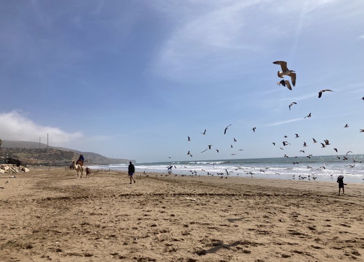 FLIGHT
Today's theme @ #TheDailyHaiku 27/9/23 
NEWS 
WEEKLY THEME                             
Look forward to your #haiku with/no images &amp; do join me at #mastodon World THE DAILY HAIKU slowly moving over from Twitter #WritingCommunity #haikufeels #writing #writersoftwitter #poem