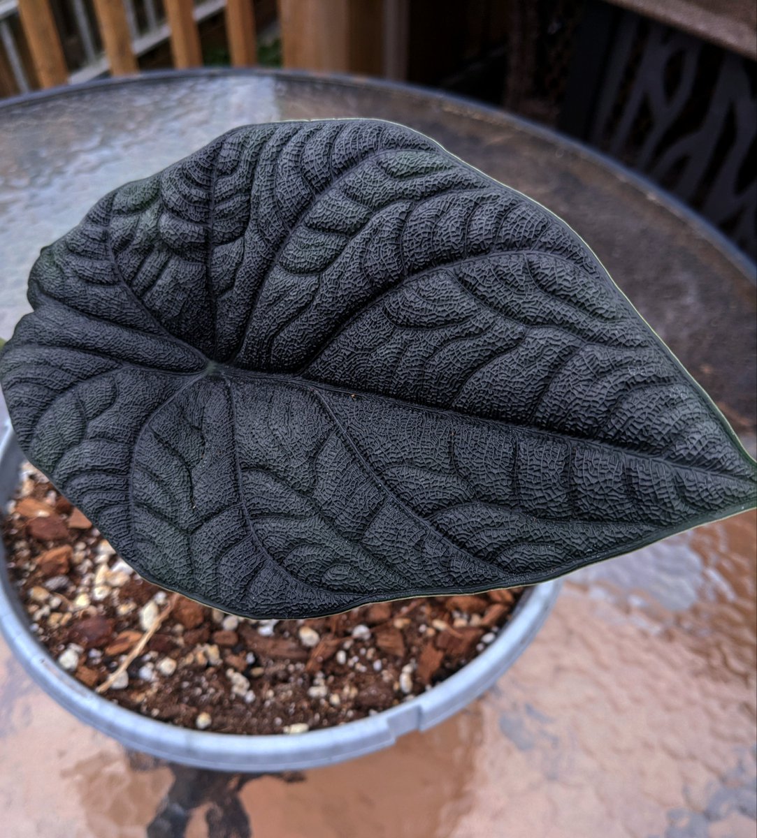 My Black Alocasia Melo. 🖤