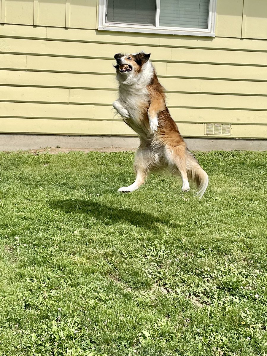 WilmaBenton19's tweet image. I got moves! 
#DogsOfX #dogsoftwitter #JumpForJoy