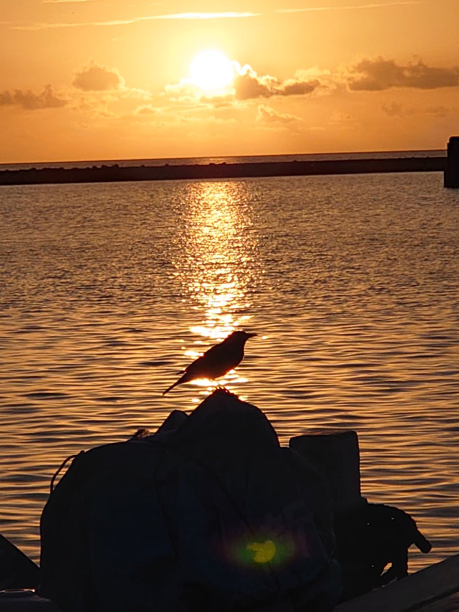 KCimutiici's tweet photo. おはようございます🌅
良い一日になりますように✨
朝日を浴びる一羽の鳥
#西表島大原港 https://t.co/kcQ0xnSX9j