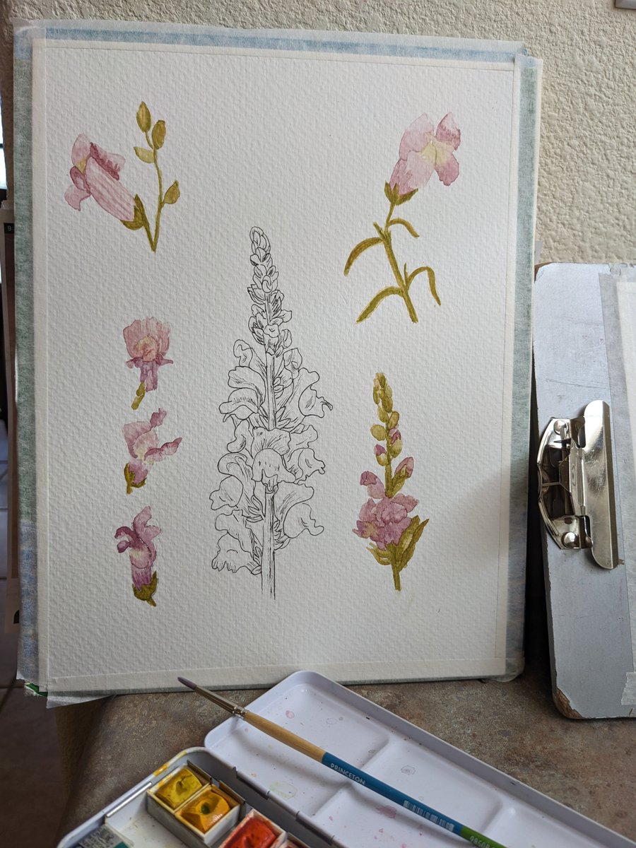 Working on a watercolor ode to Snapdragons.  

rachelanndavisart.etsy.com

#snapdragon #floralart  #floraldecor #FlowersOfTwitter #Watercolour #botanicalillustration #floralillustration #vintagefloral #vintageflower #TuesdayFeeling #tuesdaymotivations