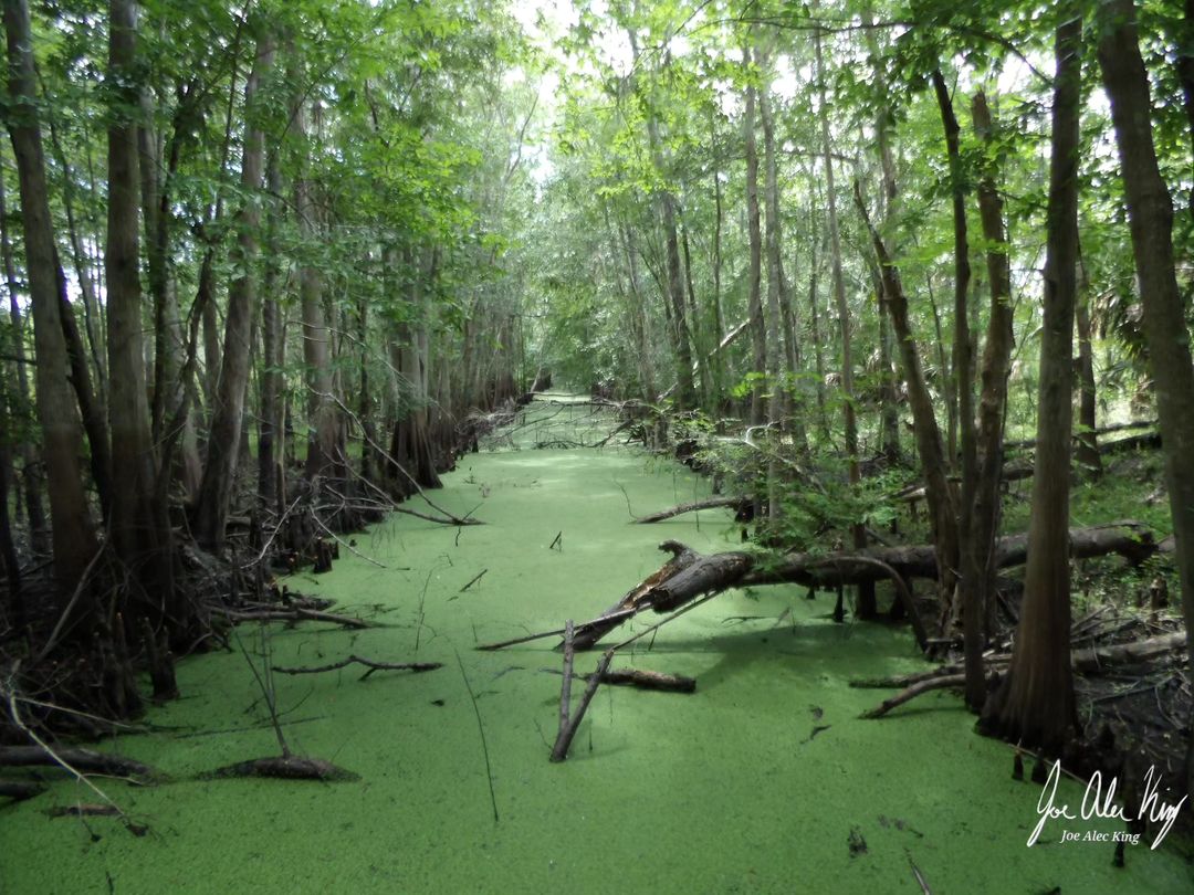 KODAKPIXPRO's tweet photo. Green Earth
.
.
.
.
.
.
πΈ Credit: IG User @scrubfae
#greenearth #nature #green #naturephotography #earth #naturelovers #greenplanet #kodak #kodakpixpro #pixpro #az652 #ecofriendly #environment #trees #naturelover #savetheplanet #greenery #travelphotography #saveearth #plants https://t.co/SdEoTnpoBb