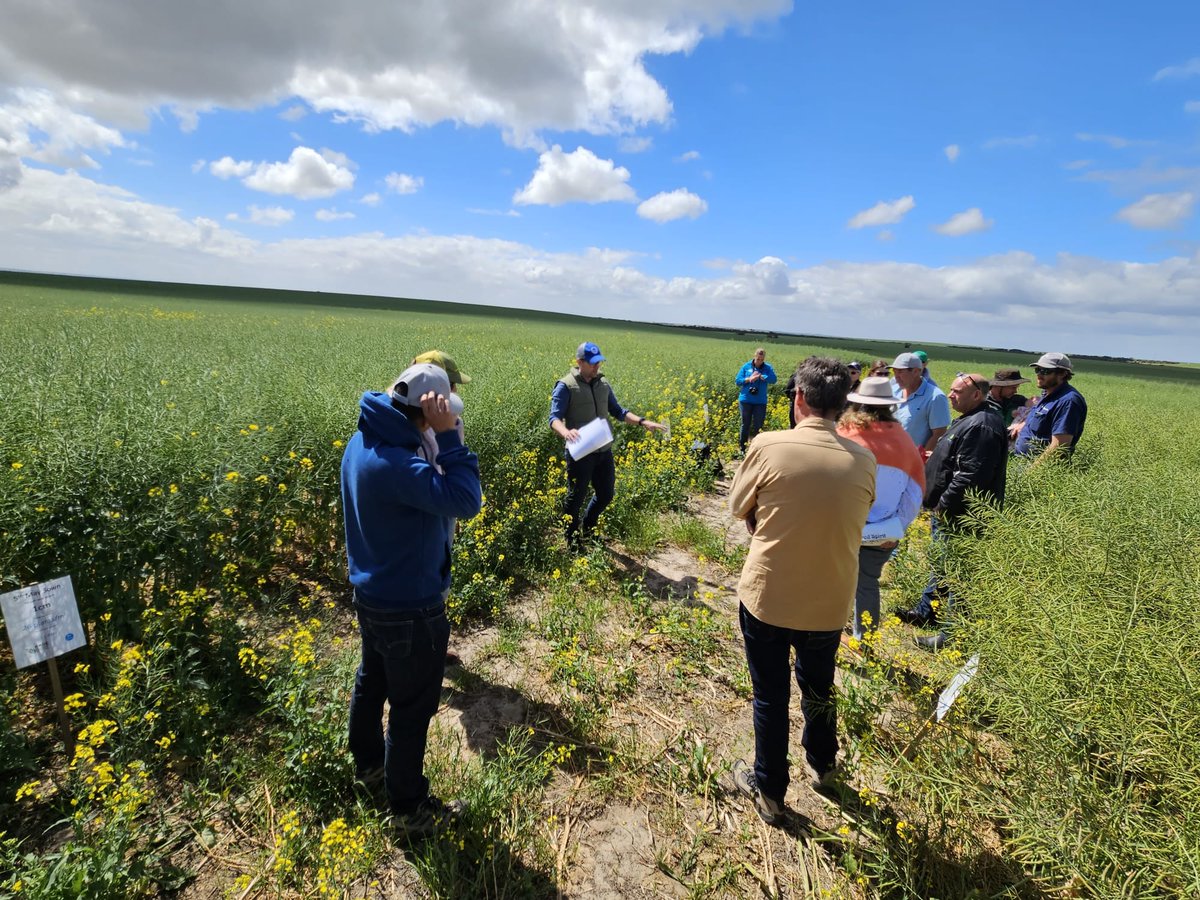 Highlight from last weeks @GGA_WA #WADroughtHub tour:
@kentonp_ag & @MsfMallee canola establishment trials. Timing trumps perfection. >15 plants/m2 is enough.  Emergence impacted >5cm depth. Watch soil temps at March/early April sowing. Handy crop around the trial site too!