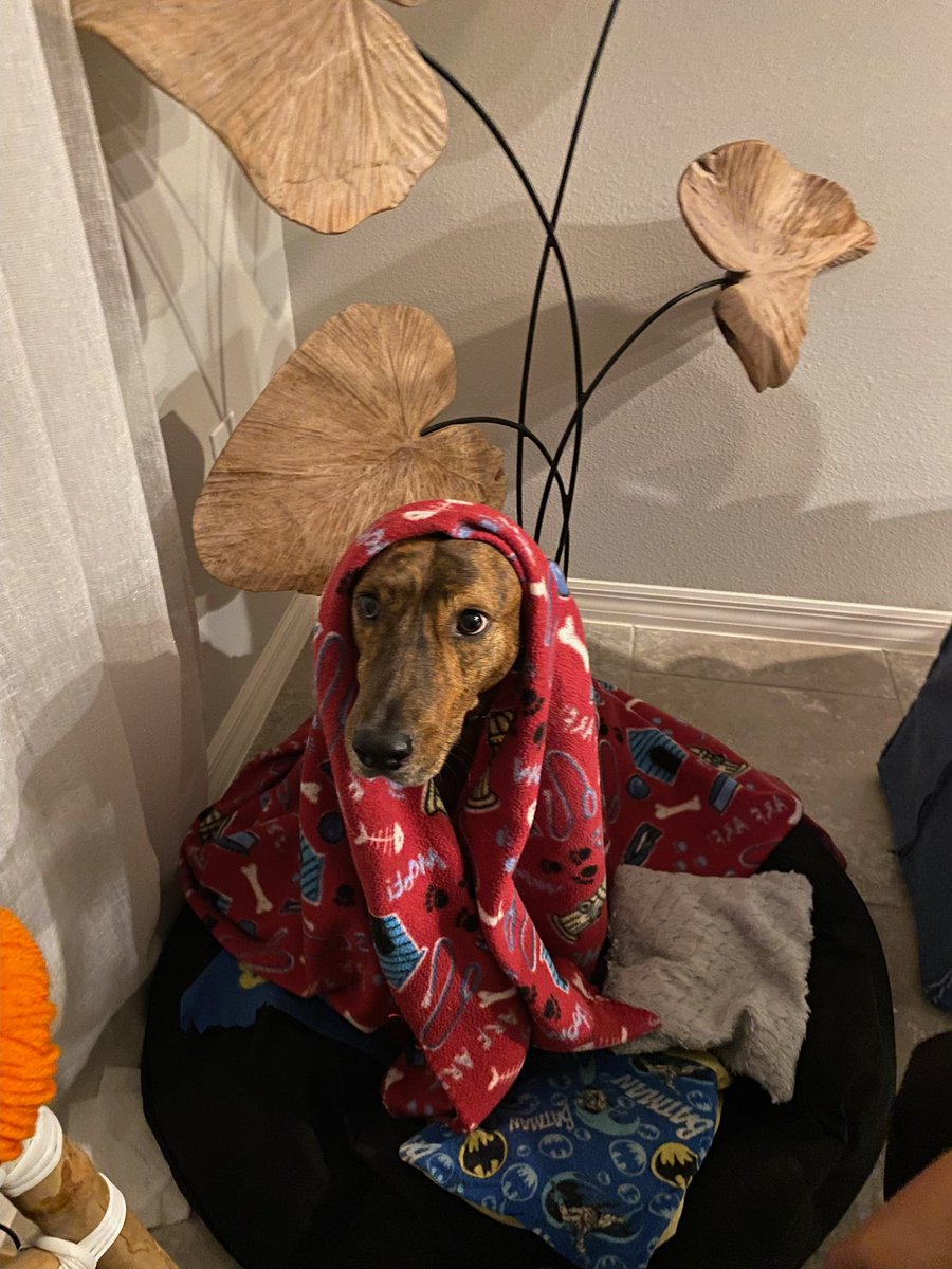 UCFKnight_115's tweet image. Not a fan of thunder. #Thunderbuddy