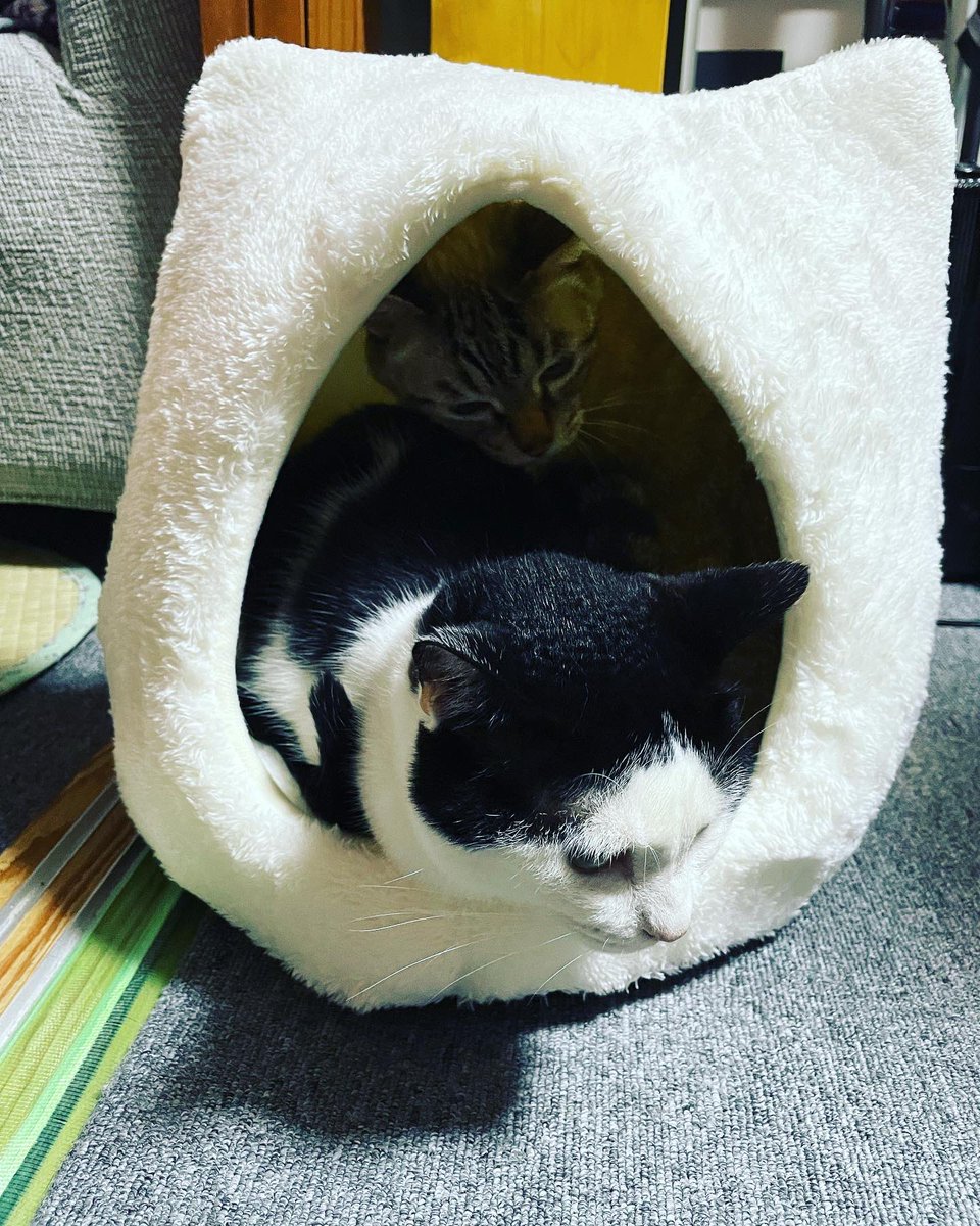 hakiriko's tweet photo. 少しずつ寒くなってまいりました
#猫
#冬準備 https://t.co/fJhKTFfS4E