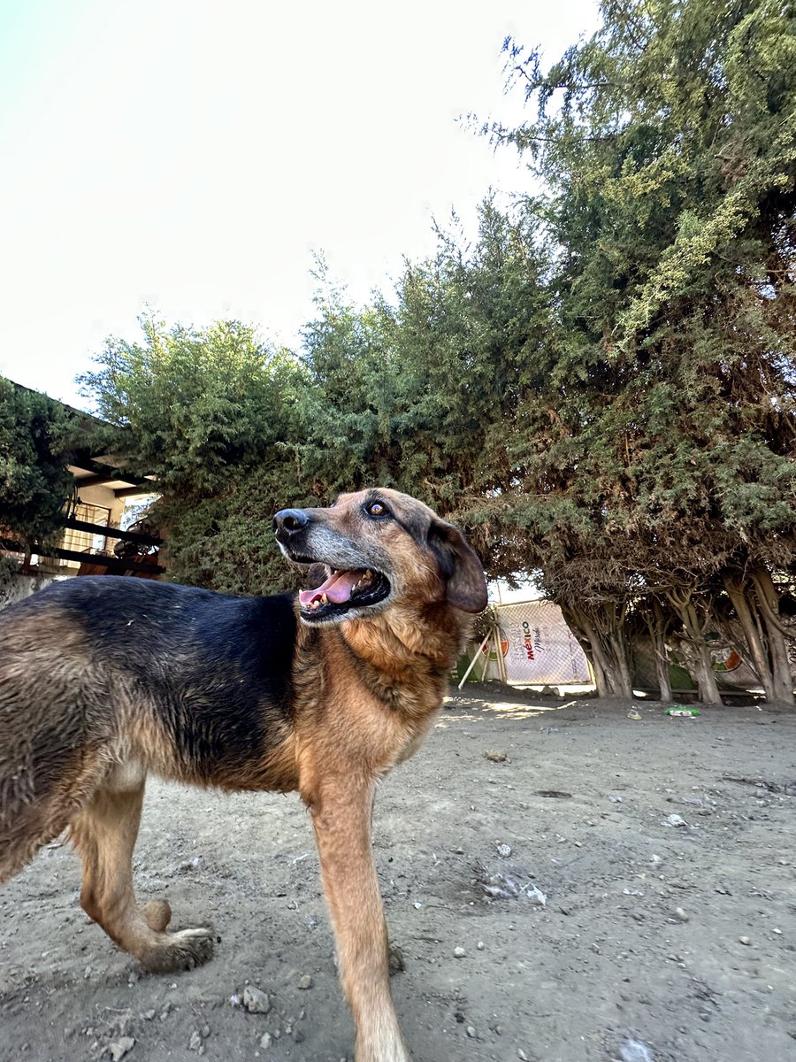 RefugiOceaniCAN's tweet photo. Hola amigos!! Soy Max!! Un Senior de unos 9 años y talla mediana. muy guapo y buen comportado. 😌 💯 % 
adoptable.

Mientras tanto si alguien gusta ayudarme con un costalito de alimento y unas artoflex se los agradezco infinito🙏🏼🙏🏼💜🐶🐾

🌟Wishlist:
https://t.co/mFbEFBOvYE
🧶👇🏼 https://t.co/MwrCBhj8bA