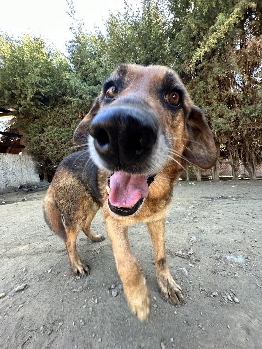 RefugiOceaniCAN's tweet photo. Hola amigos!! Soy Max!! Un Senior de unos 9 años y talla mediana. muy guapo y buen comportado. 😌 💯 % 
adoptable.

Mientras tanto si alguien gusta ayudarme con un costalito de alimento y unas artoflex se los agradezco infinito🙏🏼🙏🏼💜🐶🐾

🌟Wishlist:
https://t.co/mFbEFBOvYE
🧶👇🏼 https://t.co/MwrCBhj8bA
