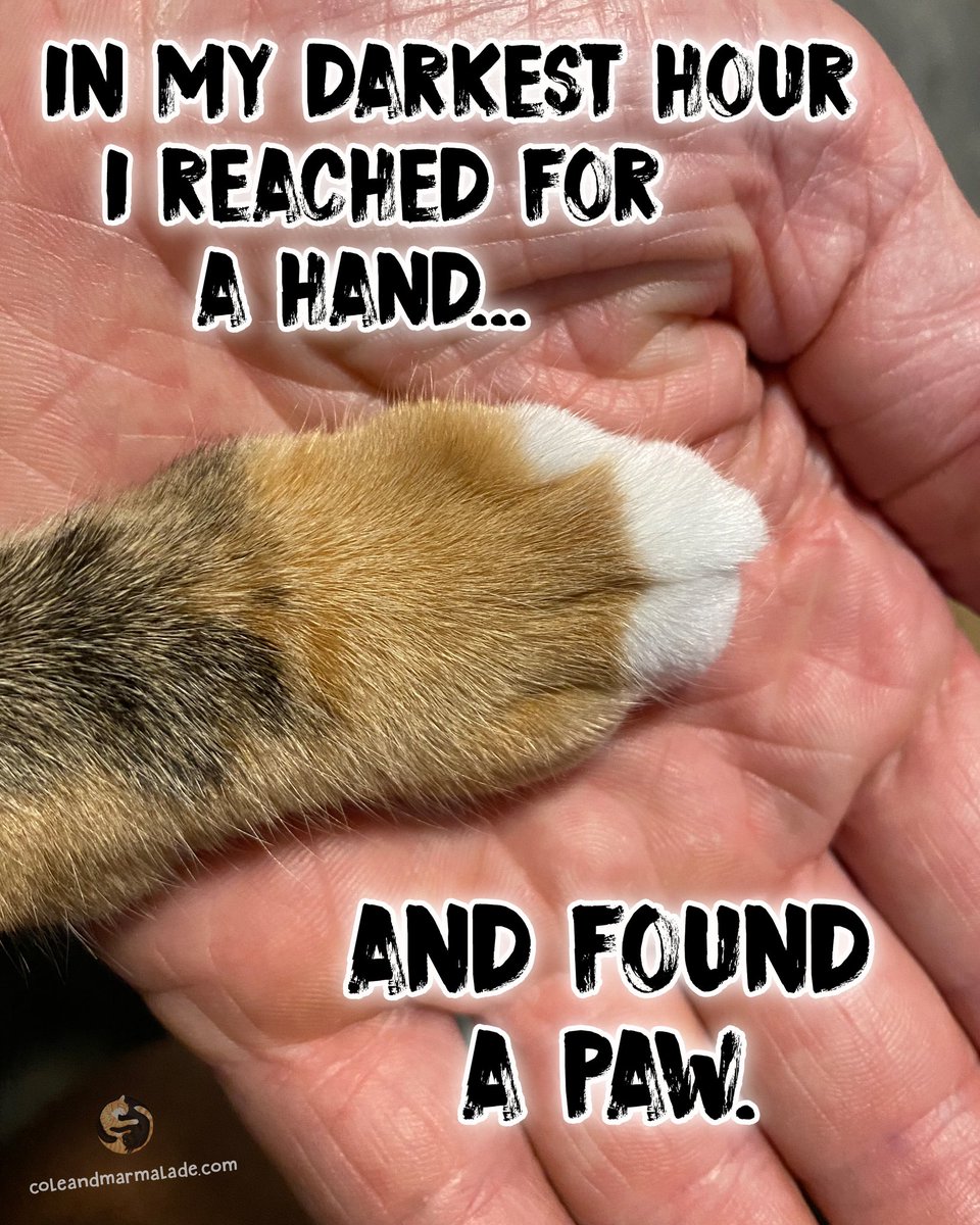 ColeTheBlackCat's tweet image. They&apos;re always there for you! 🐾💞

#TruthfulTuesday #Cats #Pawfect