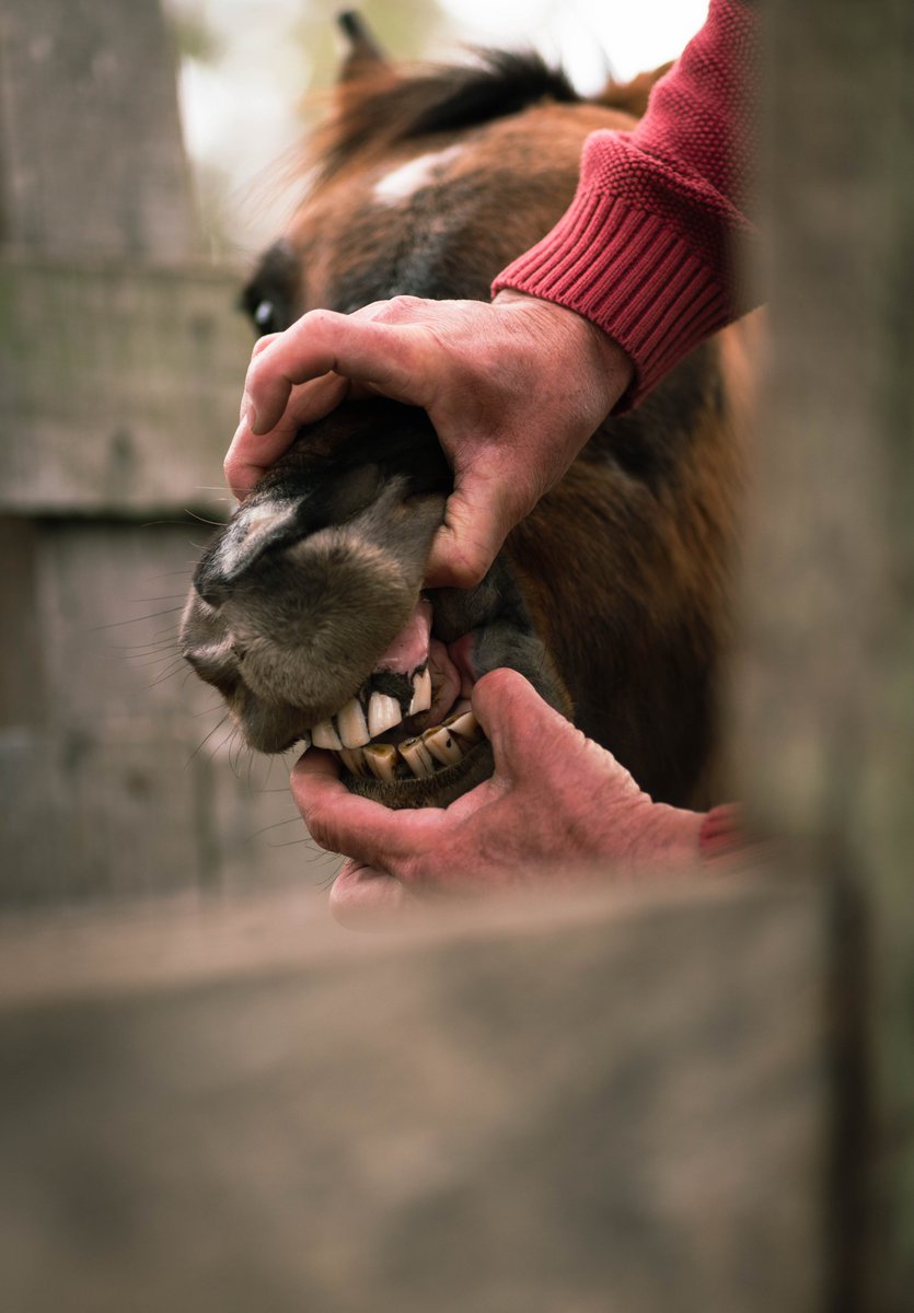 In Primitivo we not only rescue horses but we take it upon ourselves to give them the care and medical attention they need before being given up for adoption! Check out more here: santuarioprimitivo.com/en/ #horses #animal #AnimalsLover #savinganimals