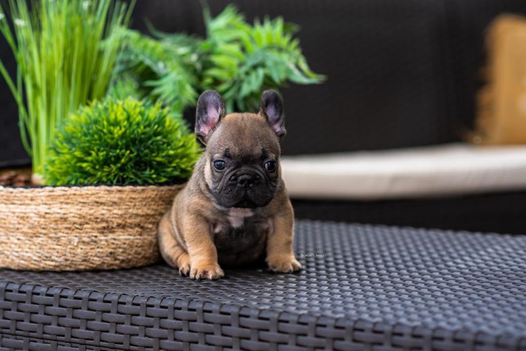lexebull tweet picture