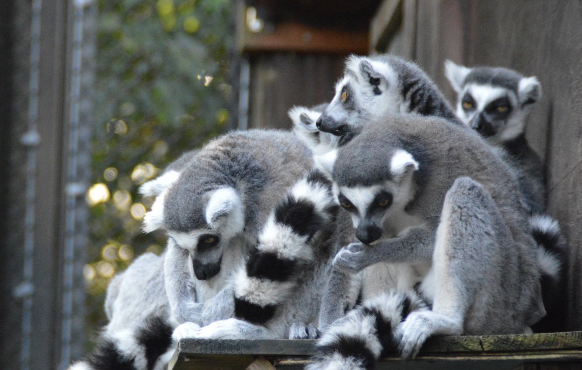 pypypanda's tweet image. おはキツネザルさん達

#ワオキツネザル
 #埼玉県こども動物自然公園